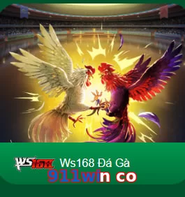 911win co